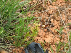 Ophrys speculum