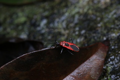 Haematoloecha nigrorufa