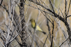 Spinus psaltria