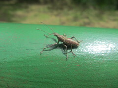 Naupactus xanthographus