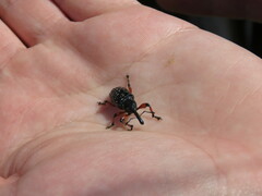 Heilipodus erythropus