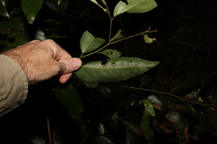 Cryptocarya glaucescens