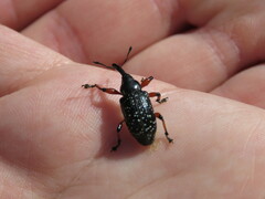 Heilipodus erythropus