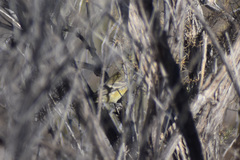 Spinus psaltria