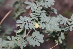 Dalea frutescens