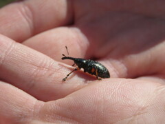 Heilipodus erythropus