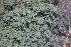 Dalea frutescens