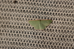 Chlorocoma cadmaria