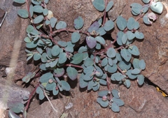 Euphorbia cinerascens