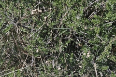 Brickellia laciniata