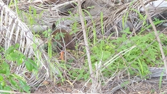 Megapodius reinwardt