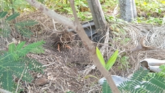 Megapodius reinwardt