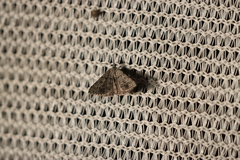 Dichromodes indicataria