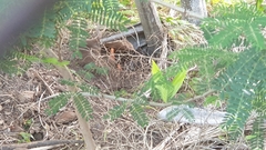 Megapodius reinwardt