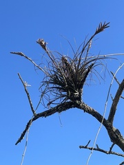 Tillandsia simulata