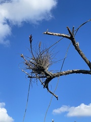 Tillandsia simulata