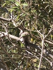 Anthochaera paradoxa