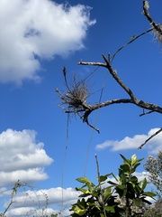 Tillandsia simulata