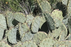 Opuntia chisosensis