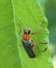Cantharis