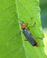 Cantharis