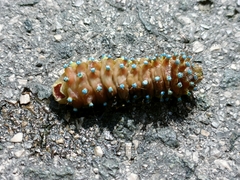 Saturnia pyri