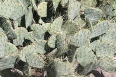Opuntia chisosensis