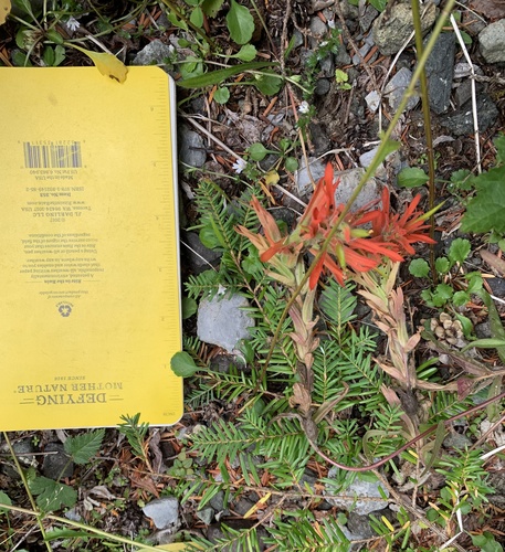 Giant red Indian paintbrush (Castilleja miniata)