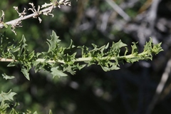 Brickellia laciniata