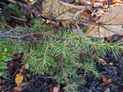 Juniperus