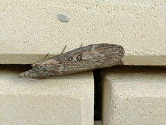 Lamoria anella