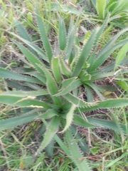Eryngium elegans
