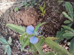 Commelina forskaolii