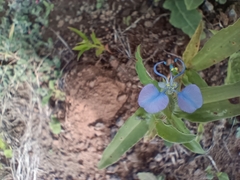 Commelina forskaolii