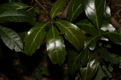 Cissus sterculiifolia