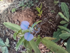 Commelina forskaolii