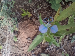 Commelina forskaolii