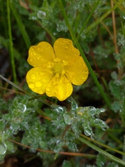 Ranunculus sardous