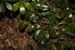 Cissus sterculiifolia