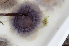 Cyanea lamarckii