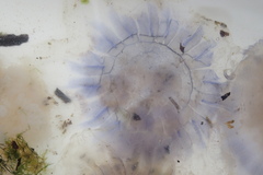 Cyanea lamarckii