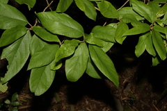 Gmelina leichhardtii