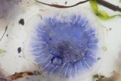 Cyanea lamarckii