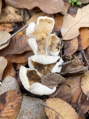 Merulius tremellosus