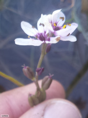 Wurmbea stricta