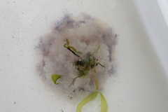 Cyanea lamarckii