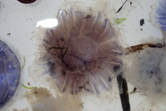 Cyanea lamarckii