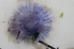 Cyanea lamarckii