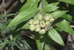 Bouvardia ternifolia