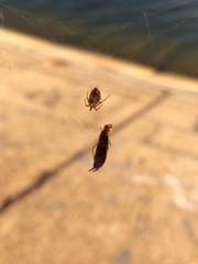 Parasteatoda